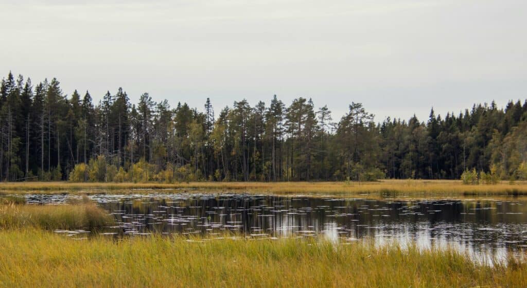 Water and wetlands Ecogain