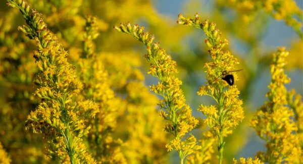 Invasiva främmande växtarter – ett hot mot biologisk mångfald 