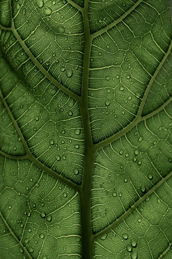 Ecogain leaf