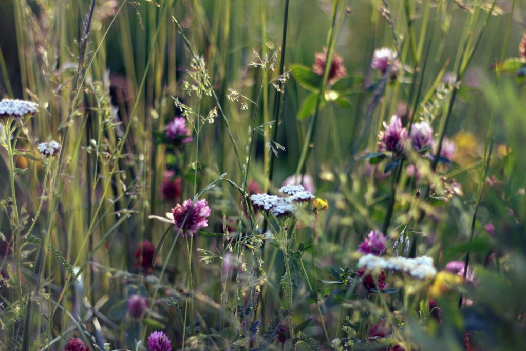 biodiversity