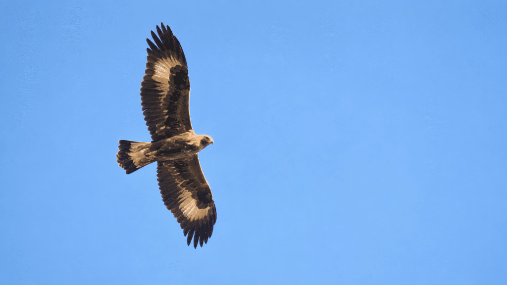 Kungsörn mot blå himmel