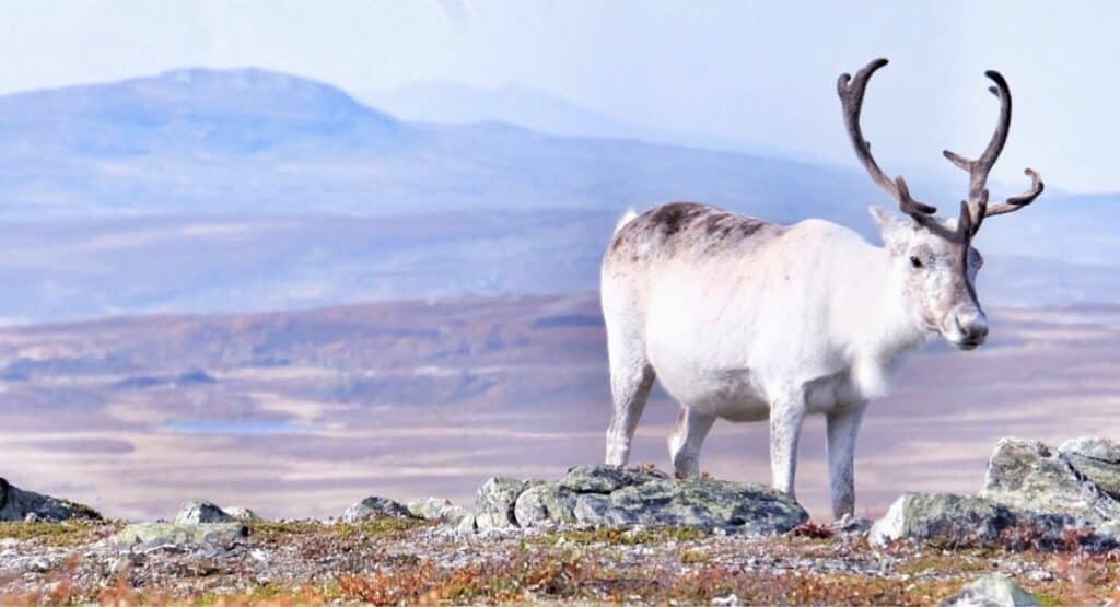 En ensam ren på ett fjäll