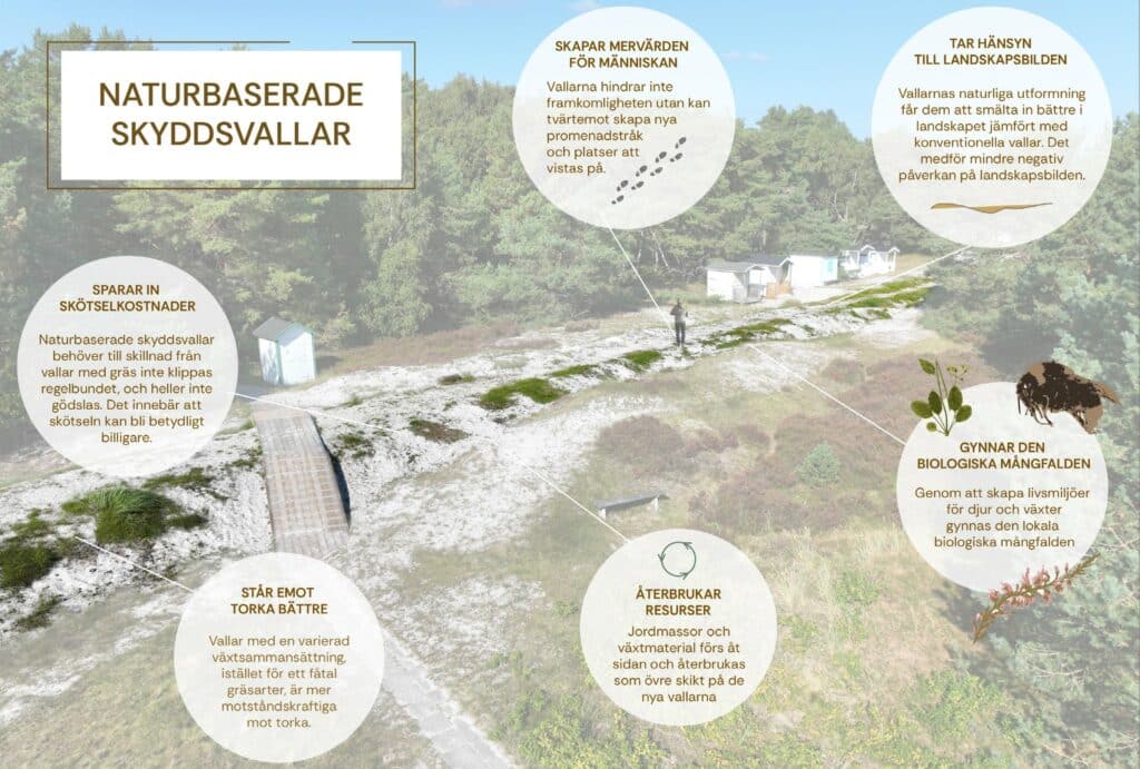 infografik som förklarar hus skyddsvallarna på Falsterbonäst planerats och fungerar