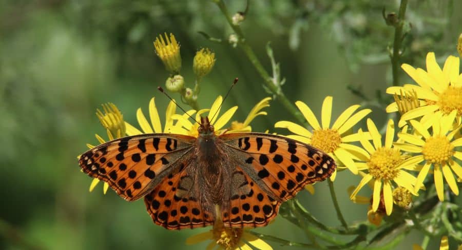 Butterfly on flower – biodiversity