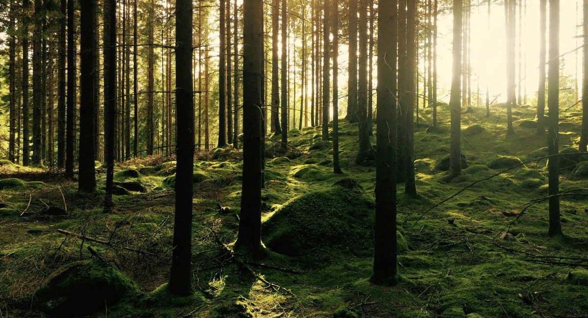 Skogsmiljö som symbol för hållbarhet och biologisk mångfald i byggbranschens värdekedja.