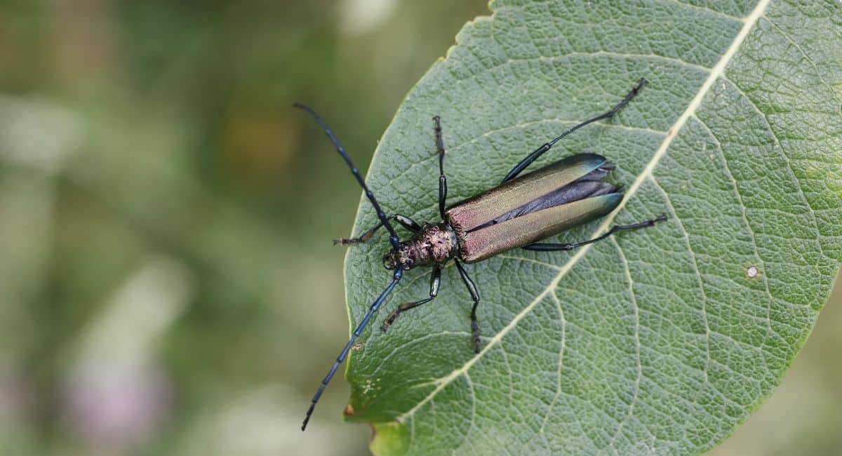 Myskbock på grönt blad i solljus. En art som kan gynnas av naturanpassad skötsel i urbana miljöer som främjar biologisk mångfald