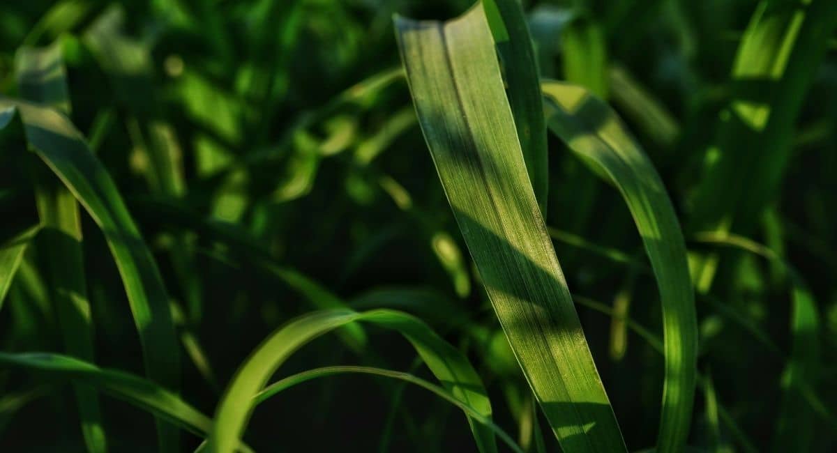 Närbild på gröna sockerrörsstjälkar, symboliserande råvaran i biobaserad plast och vikten av att inkludera biologisk mångfald i materialval och produktinformation.