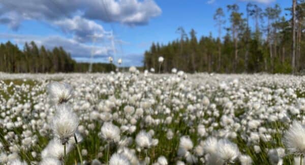 Förstudiepaket – effektiv riskminimering i tillståndsprocessen