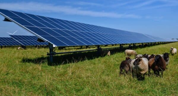 Green Power Sweden: Så kan sol- och vindkraft stärka biologisk mångfald