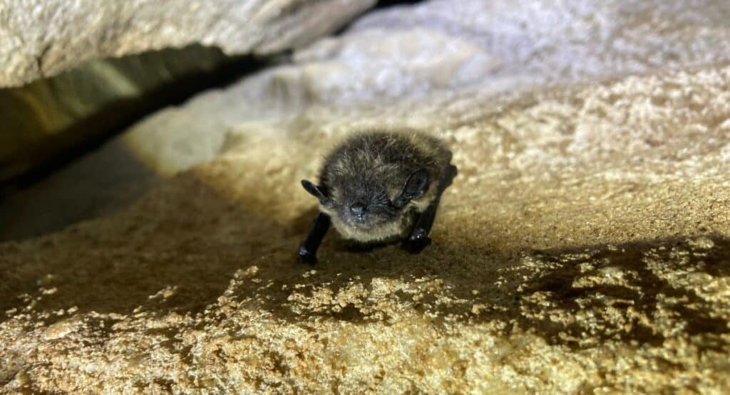 Nordfladdermus i karstgrotta, Åreskutan, Kvarnbäckslabyrinten fotad av Ambjörn Johansson, Ecogain