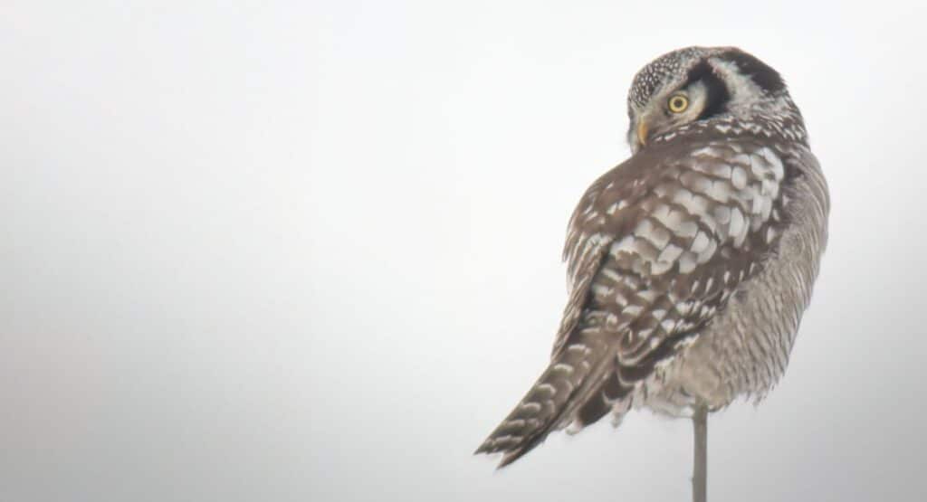 Inventering av ugglor blir allt viktigare i tillståndsprocesser