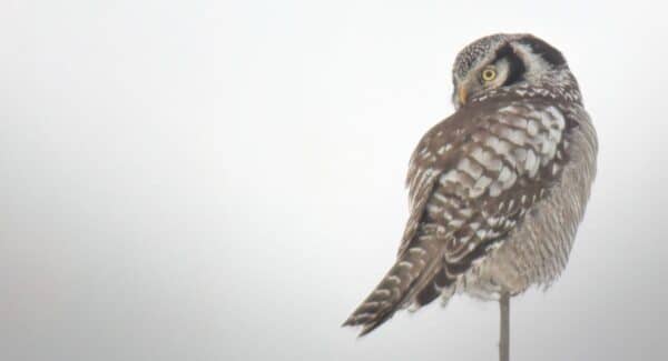 Uggleinventeringar – allt viktigare i tillståndsprocesser