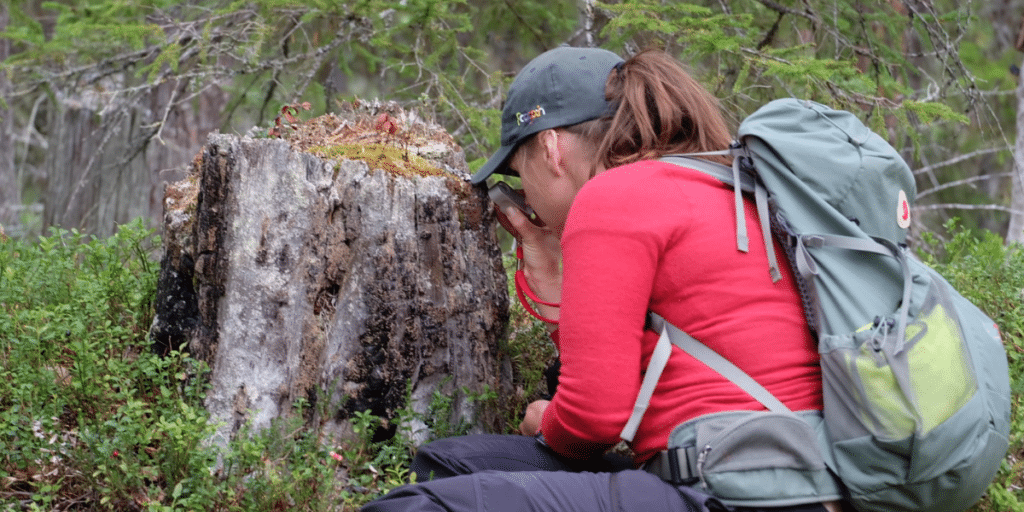 Ekolog från Ecogain dokumenterar mossor och lavar på en gammal trädstump i barrskog — fältarbete vid naturvärdesinventering (NVI) enligt SS 199000:2023.