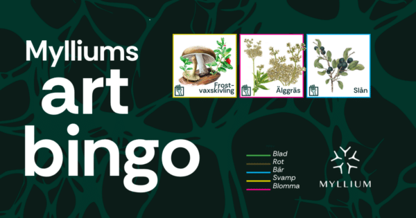 Sommarens godaste bingo – kryssa och smaka dig fram i naturen
